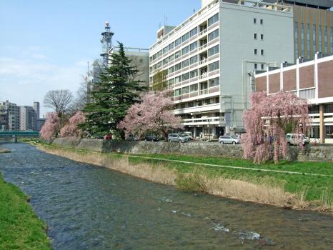 盛岡市役所裏の桜並木