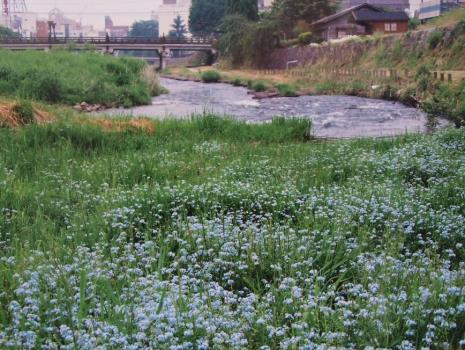 上の橋上流の河川敷に咲くワスレナグサ（中津川勿忘草育てる会提供）