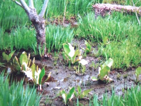 富士見橋上流の河原でかれんな花を咲かせるミズバショウ
